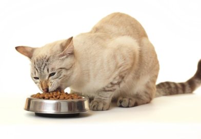 Какой сухой корм для кошек самый лучший по мнению ветеринаров? Рейтинг 2021