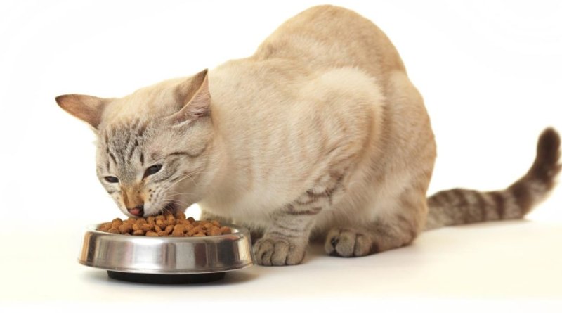 Какой сухой корм для кошек самый лучший по мнению ветеринаров? Рейтинг 2021