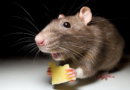 Отпугиватель крыс и мышей какой лучше? Рейтинг 2023. Отзывы