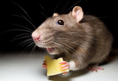 Отпугиватель крыс и мышей какой лучше? Рейтинг 2023. Отзывы