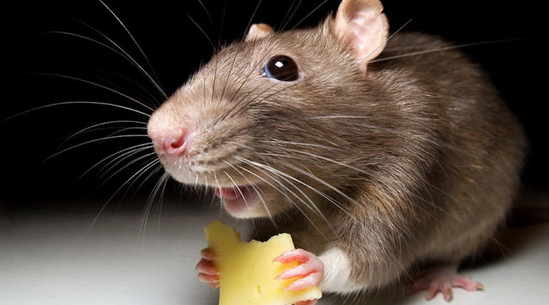 Отпугиватель крыс и мышей какой лучше? Рейтинг 2025. Отзывы Отпугиватель крыс и мышей какой лучше? Рейтинг 2025. Отзывы