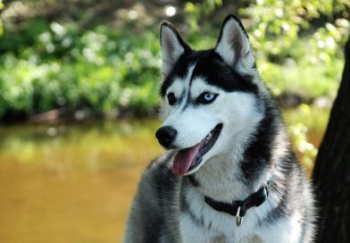 Лучшие породы собак по отзывам. ТОП 25